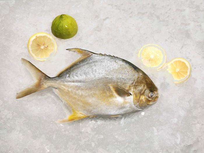 金鯧魚 01.jpg